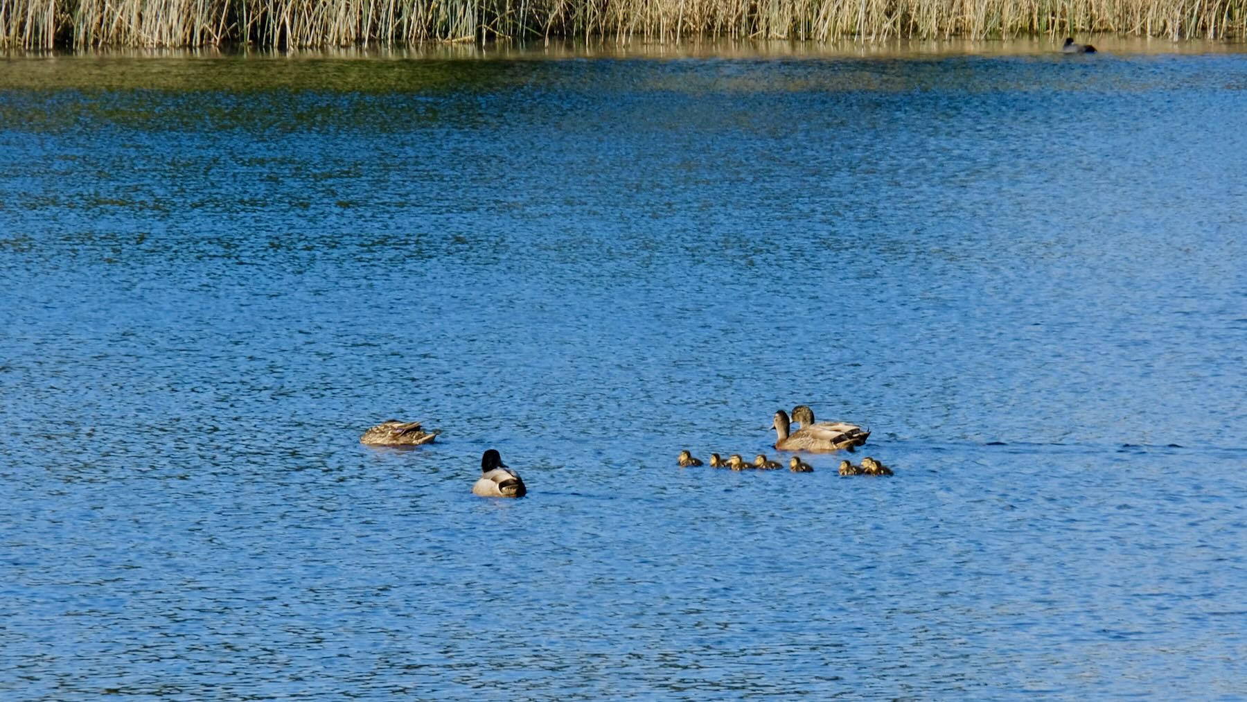 Four ducks and 7 ducklings on a lake. 