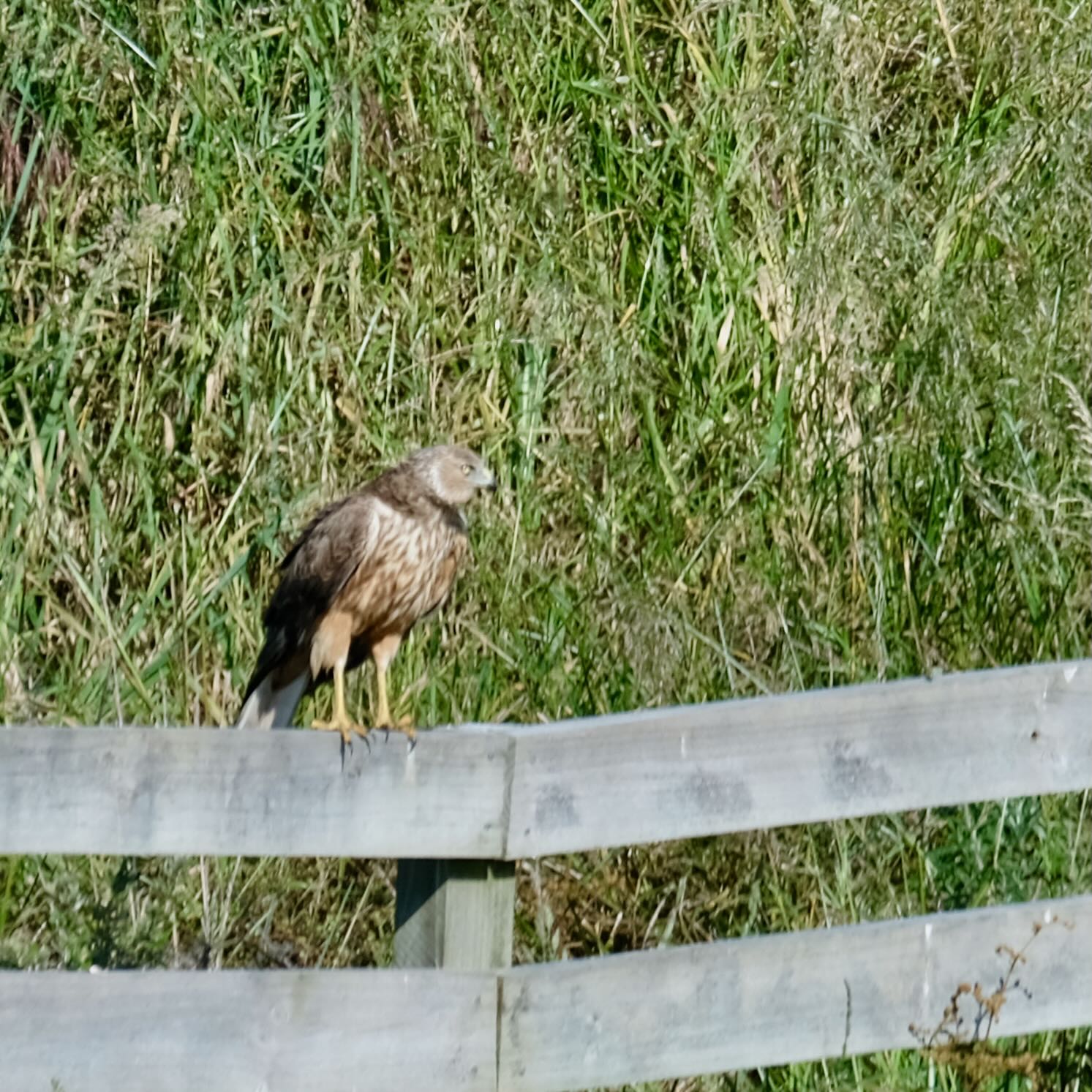 Large brown bird sitting on a fence, with keen eyes. 