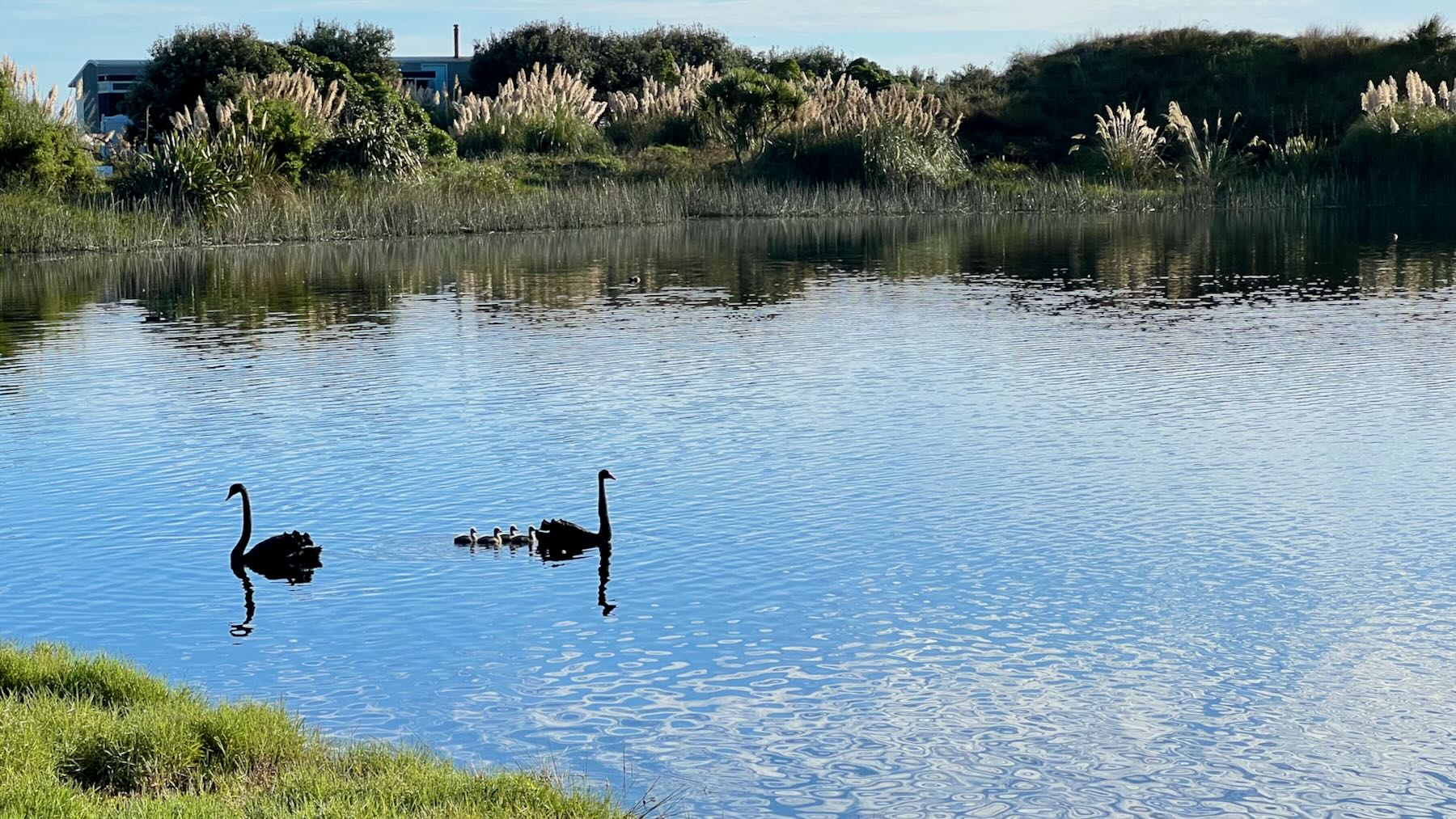 Two black swans on a small lake, with 4 grey cygnets. 