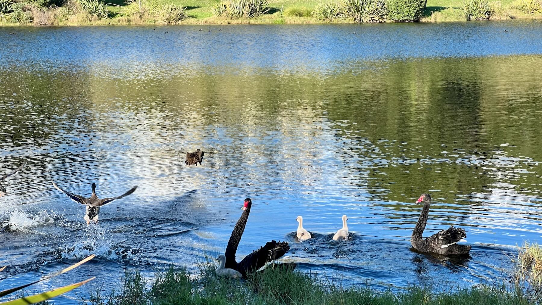 On a small lake, black swans with cygnets, adults with necks craned, and a mallard duck flying splashily away. 
