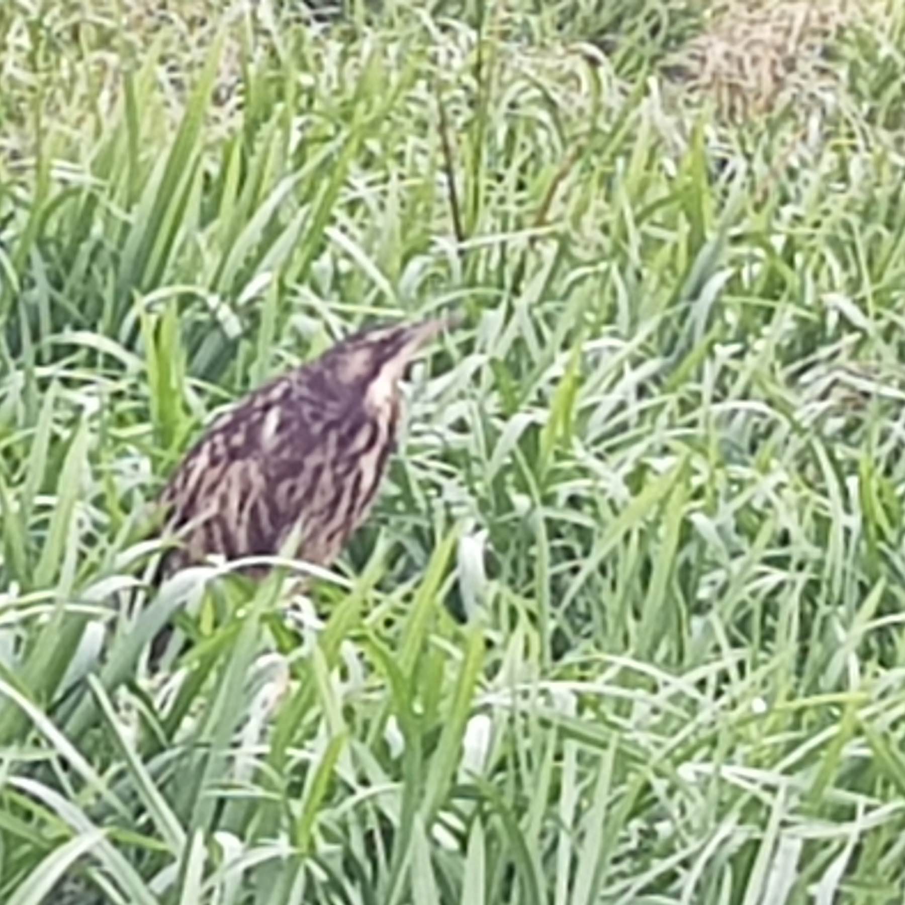 Brown stripy bird in grass. 