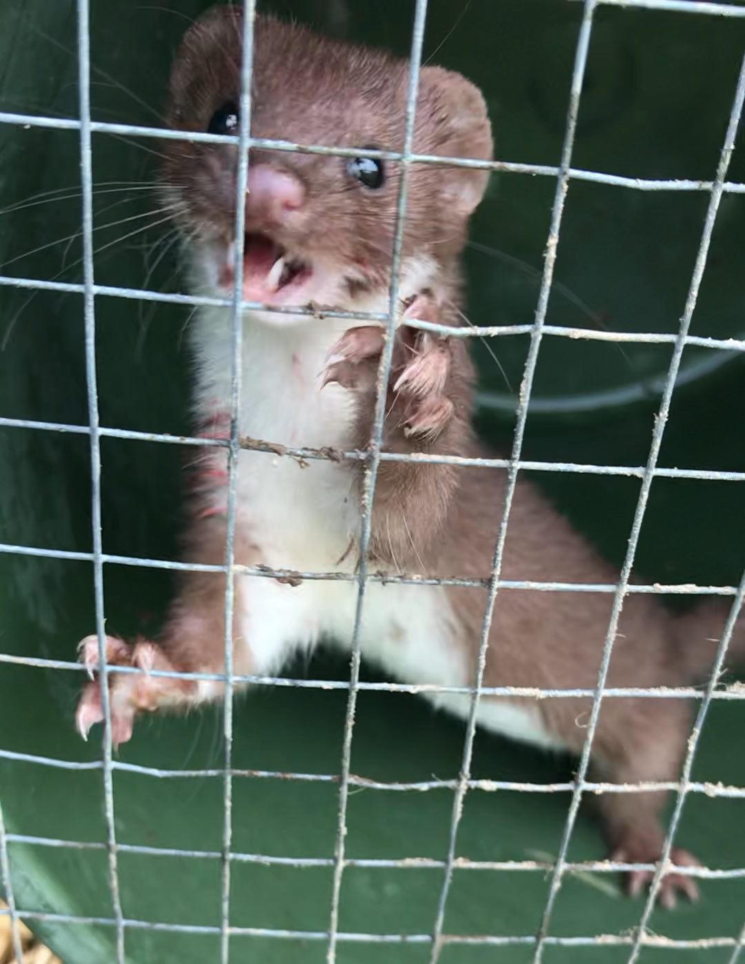 Stoat behind wire with bloodied body and mouth open revealing fangs. 