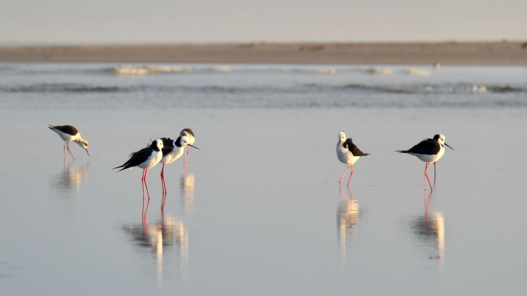 A group of long-legged black and white birds. 