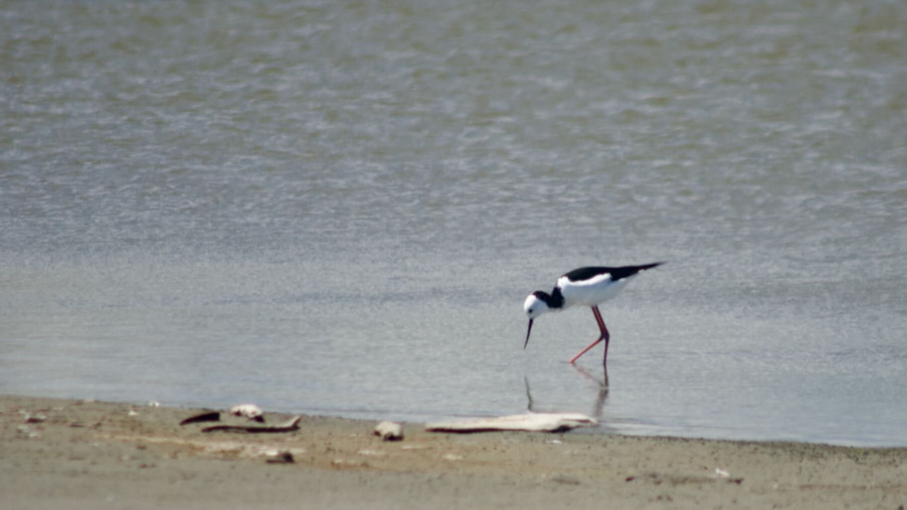 Long-legged black and white bird wading in shallow water. 