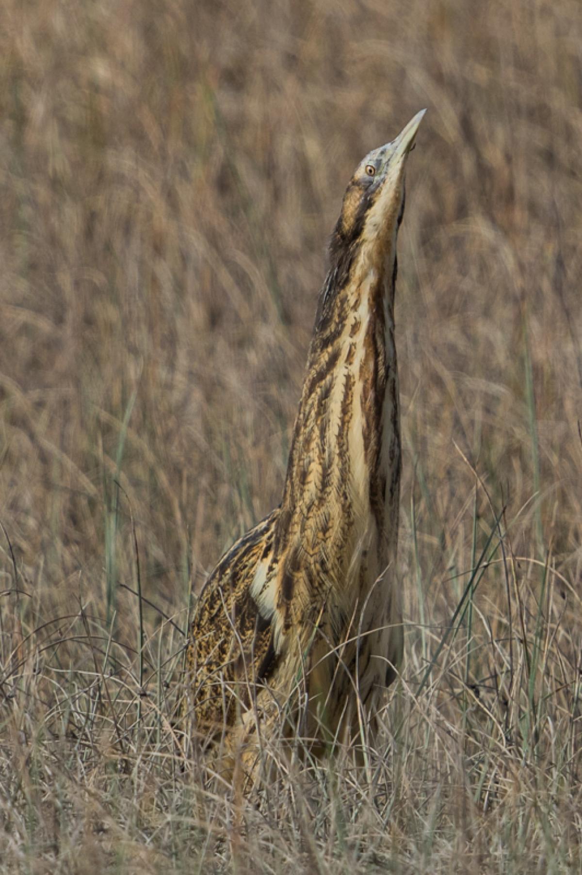 Bittern with neck extended. 