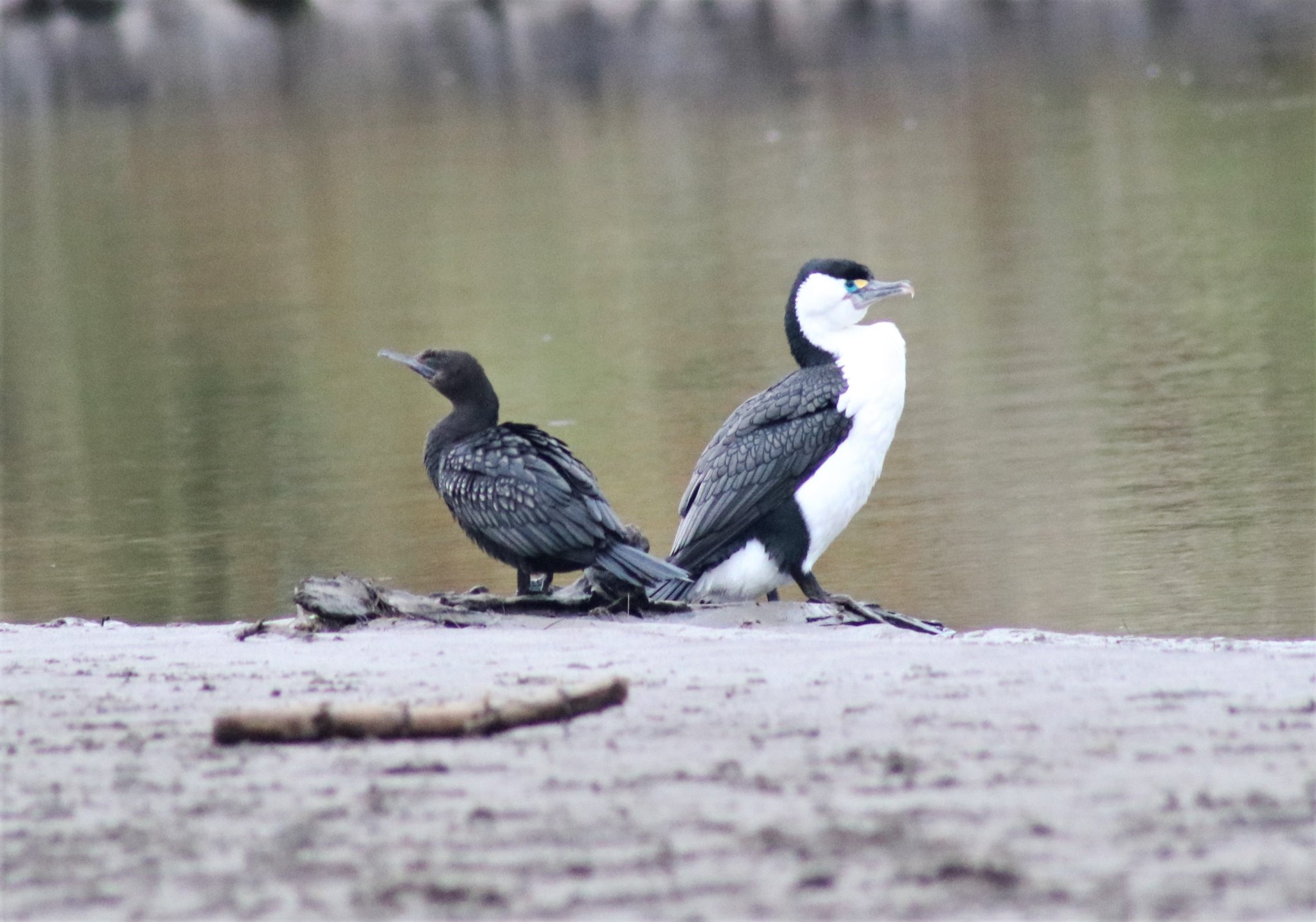Little Black Shag and Pied Shag at the river. 