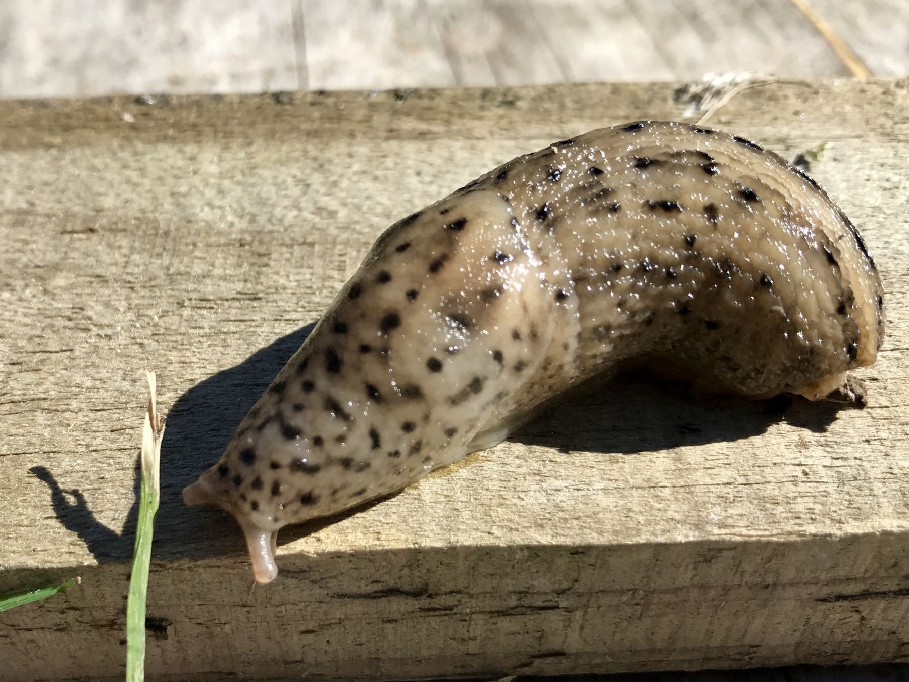 Large slug on a plank. 