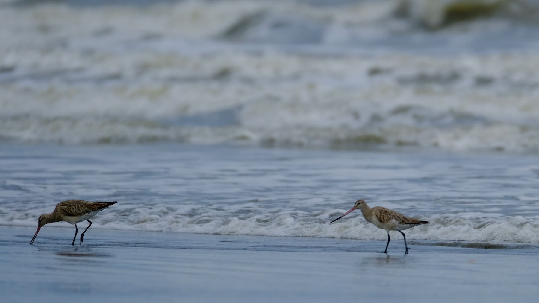 Two long-beaked wading birds in the beach shallows. 
