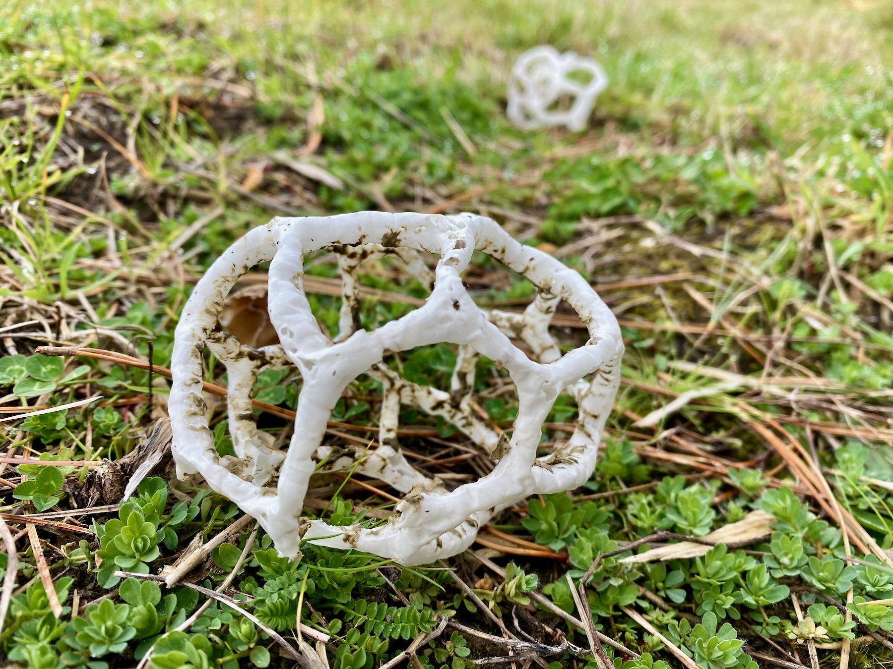 Oval white lattice on grass. 