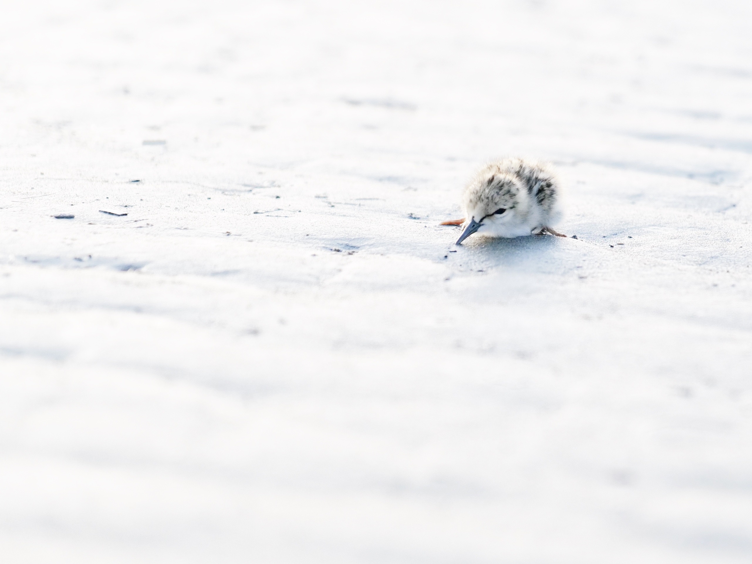 Tiny chick on almost white looking sand. 