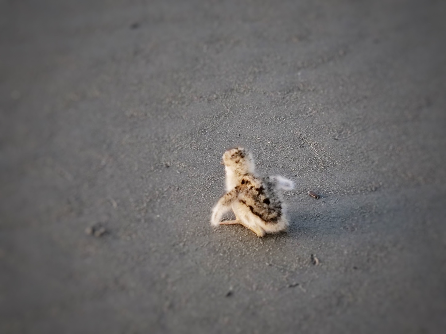 Tiny bird on sand with stubby wings spread. 