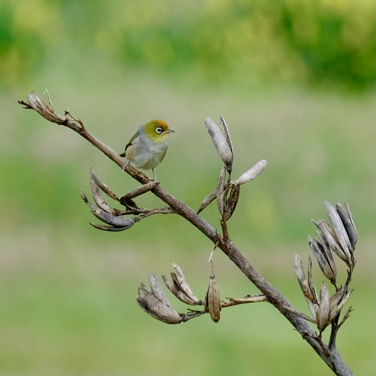 Small bird on flax spear. 