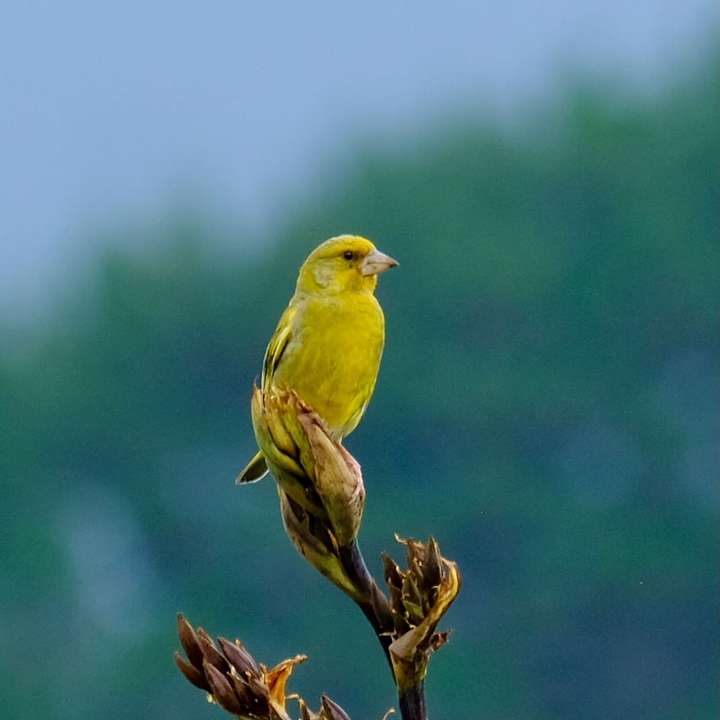 Yellow bird on flax spear. 