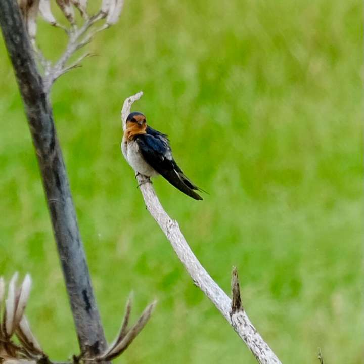 Small bird with dark pointed wings and russet head  on flax spear. 