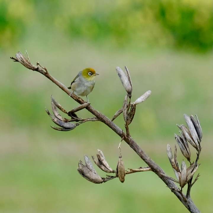 Small grumpy looking bird on a flax spear. 