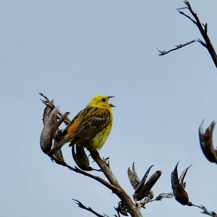 Yellow headed bird with open beak on a flax spear. 