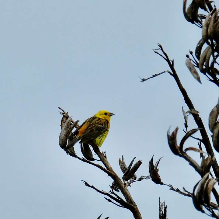 Yellow headed bird on a flax spear. 