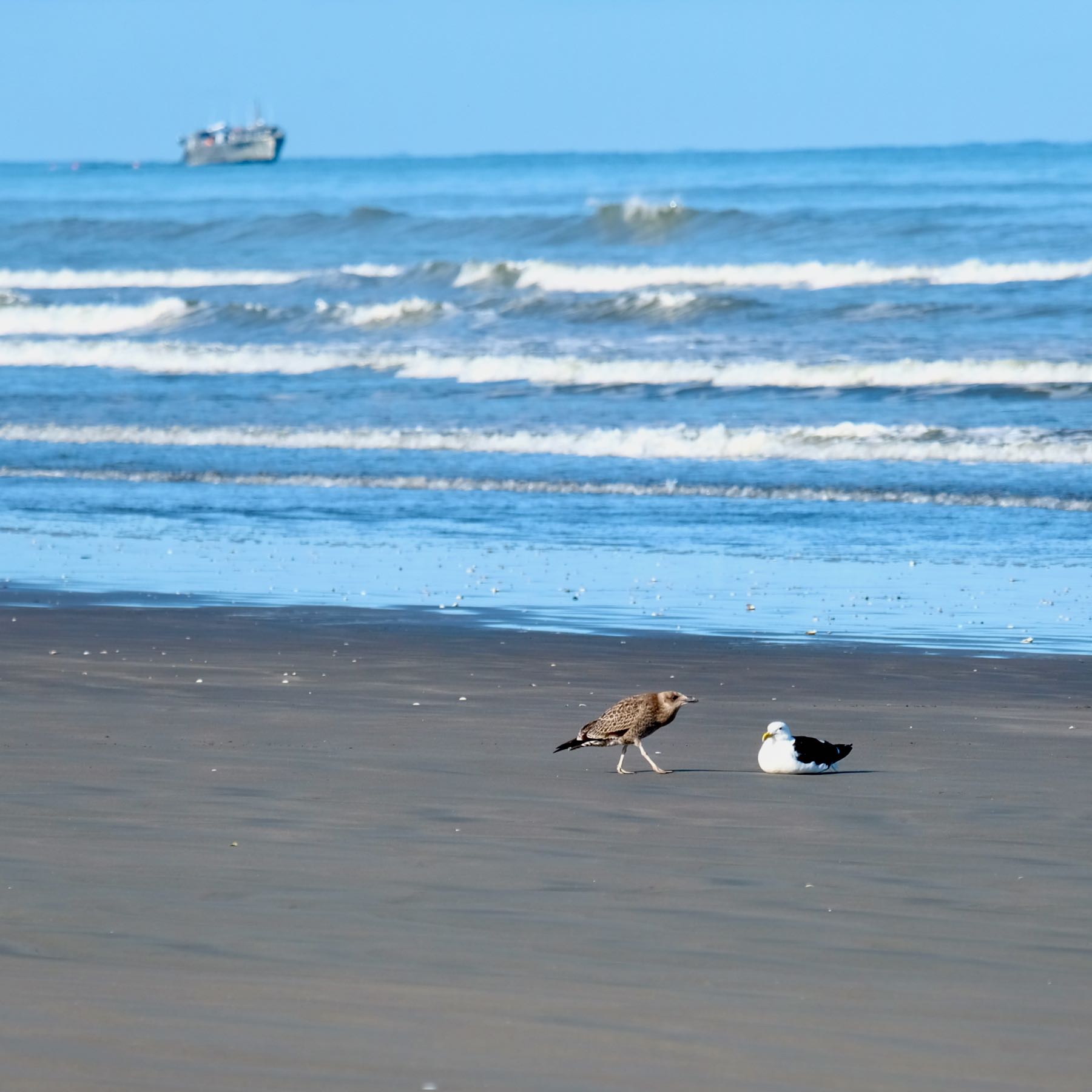 Juvenile and adult, large birds on the beach. 