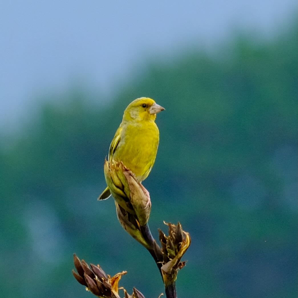 Small yellow bird on a branch. 