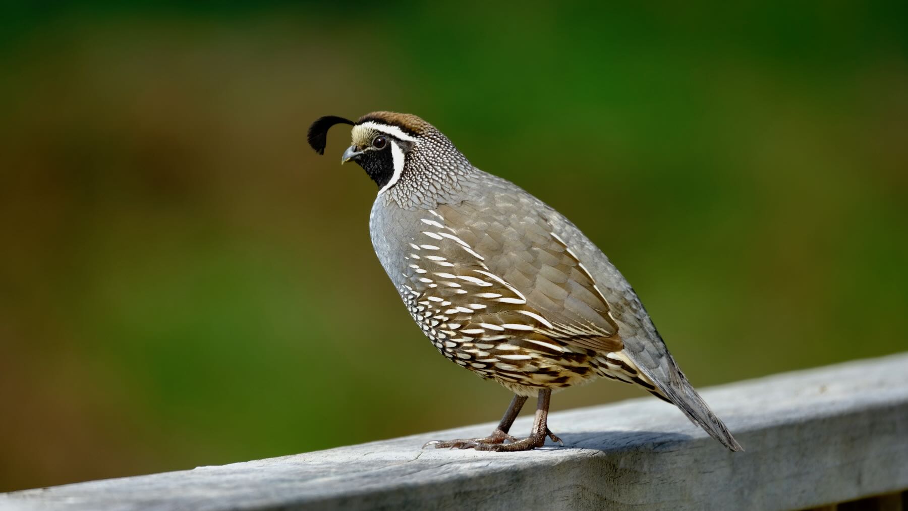 Another view: California Quail on a deck railing. 
