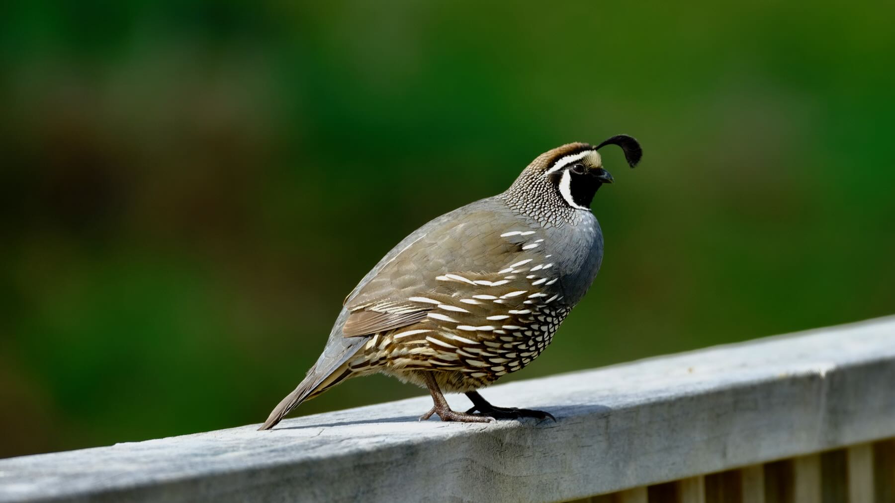 Another view: California Quail on a deck railing. 
