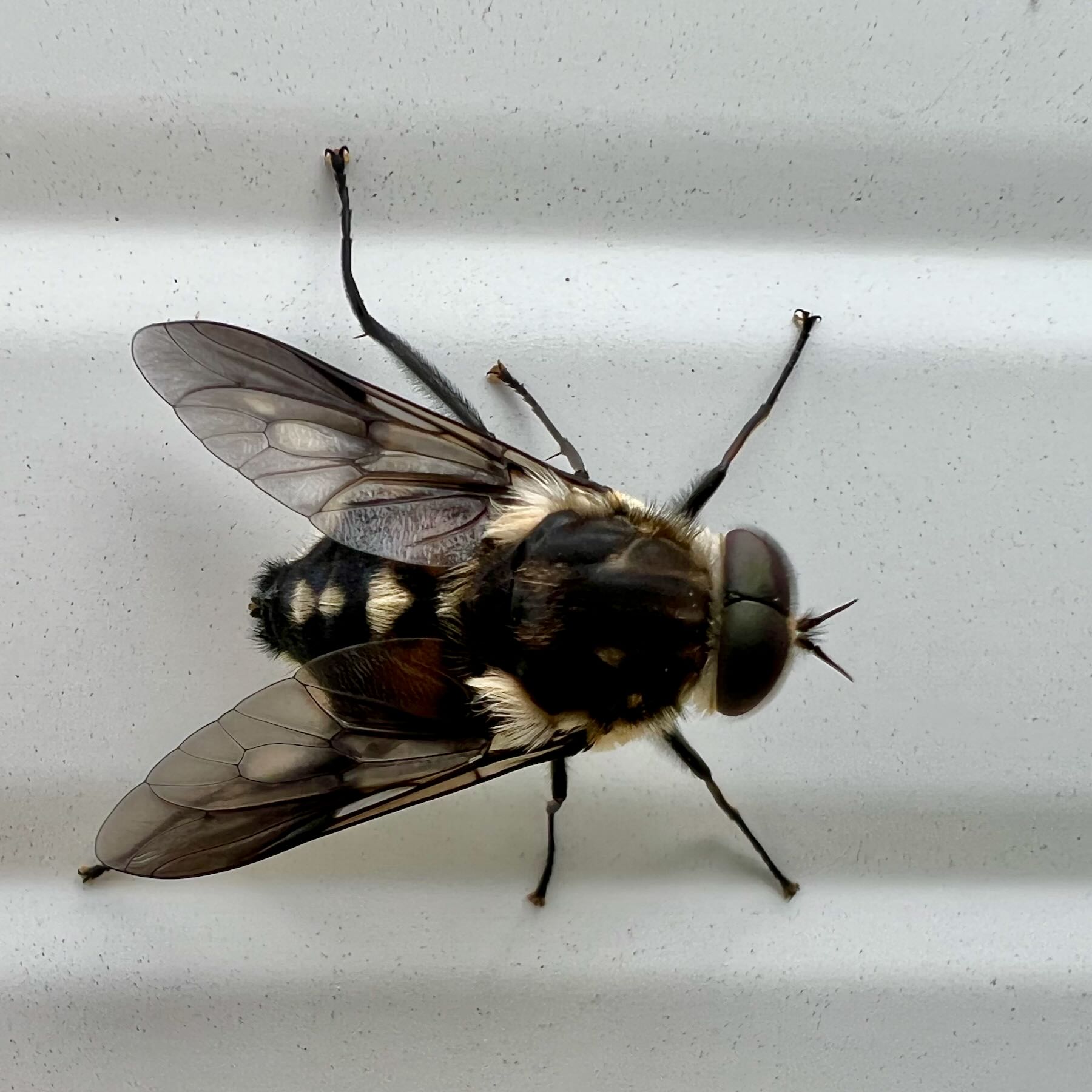 Large fly with pale spots behind wings. 