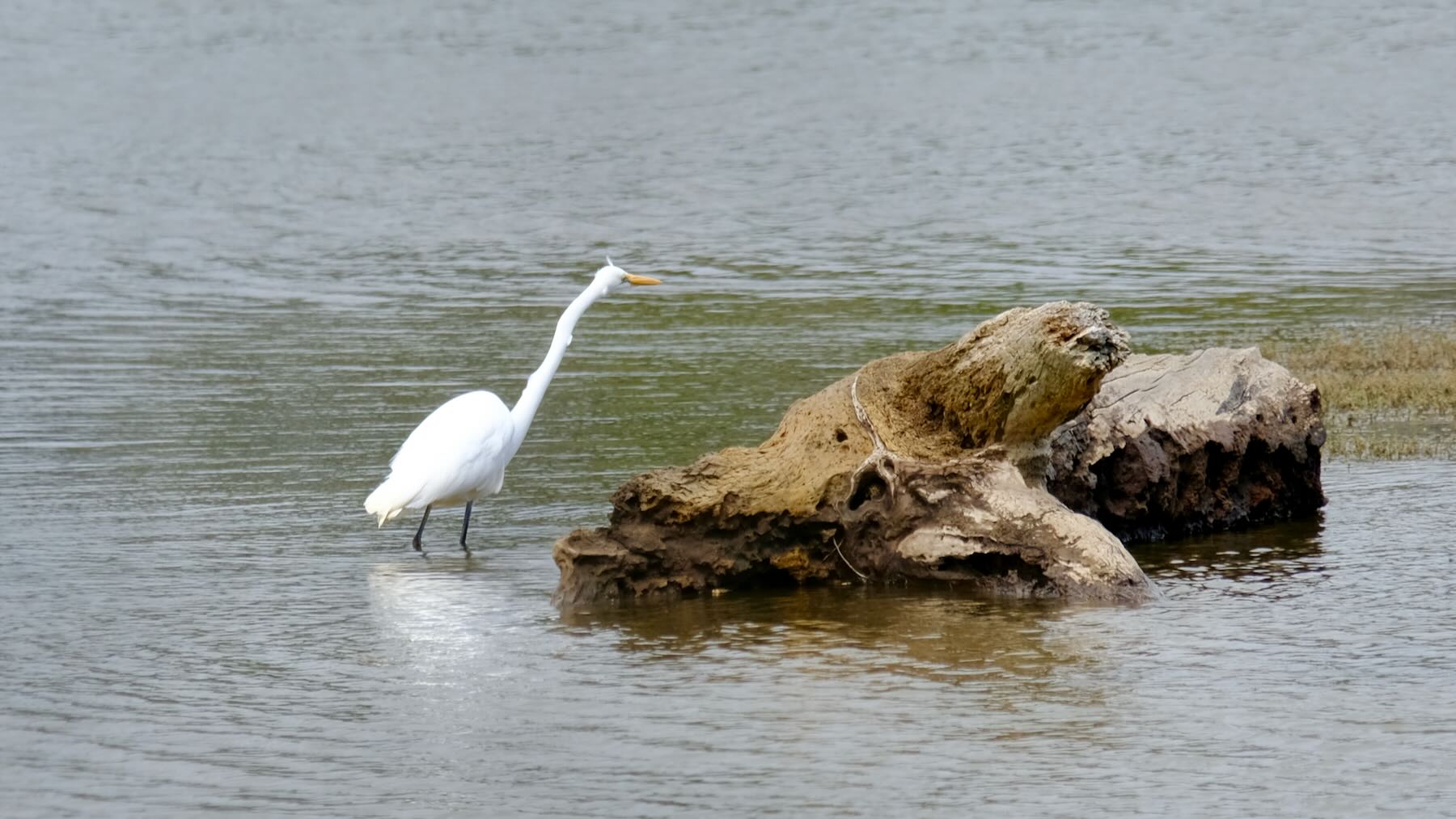 Large white bird with very long neck beside driftwood in water. 