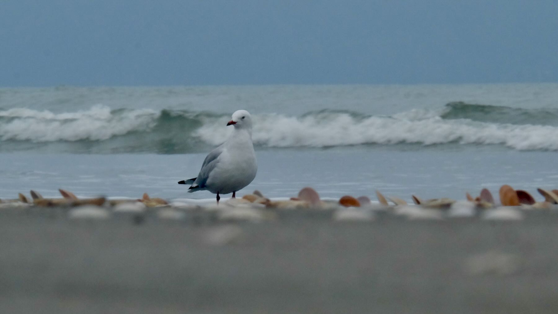 White and grey bird with red bill near opened shells and by the water edge. 