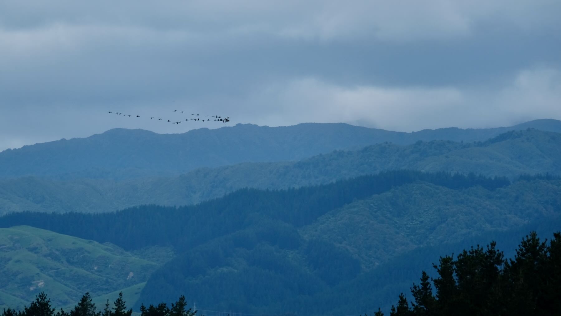 Birds flying in a V formation above the Tararuas. 