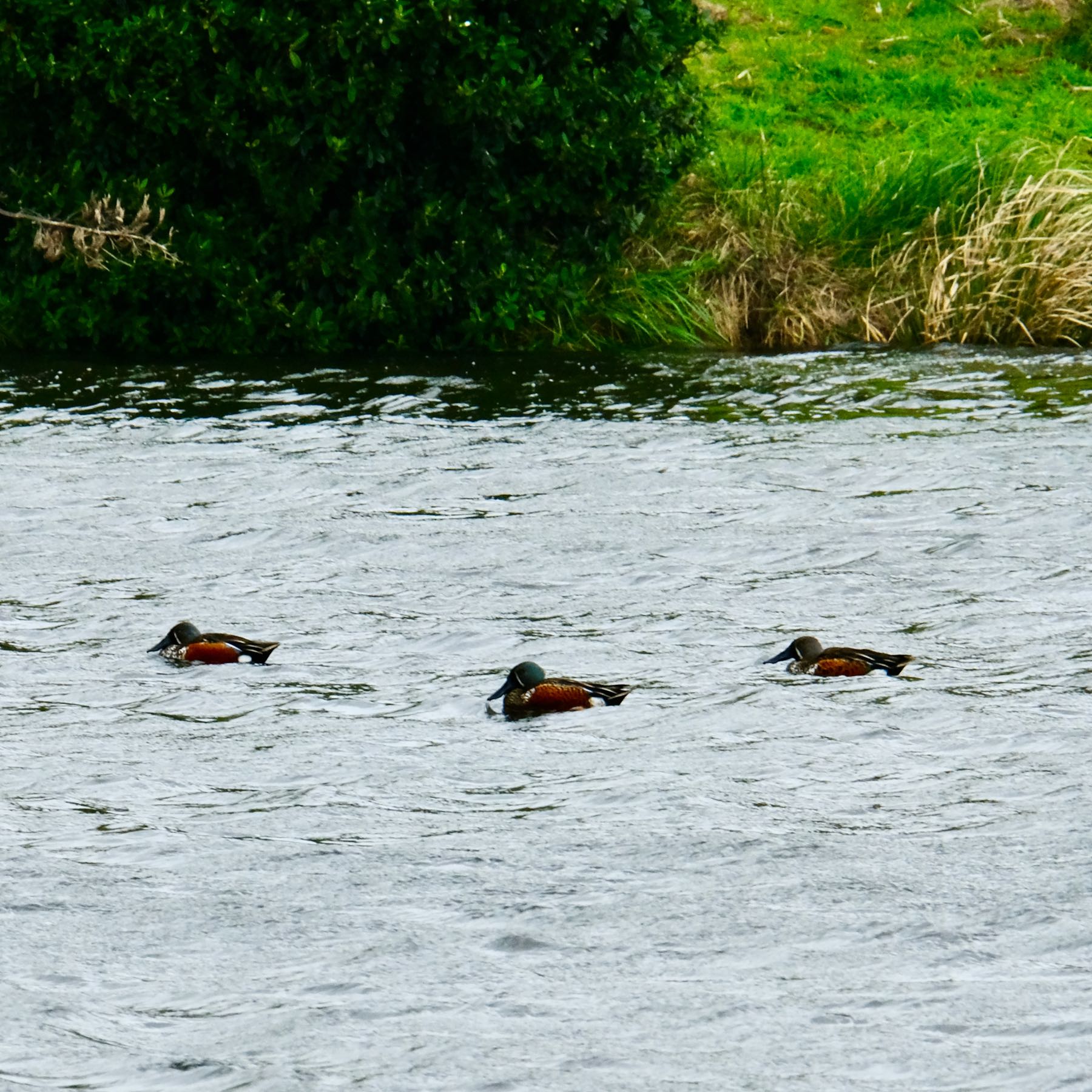Colourful duck-like birds on a lake. 
