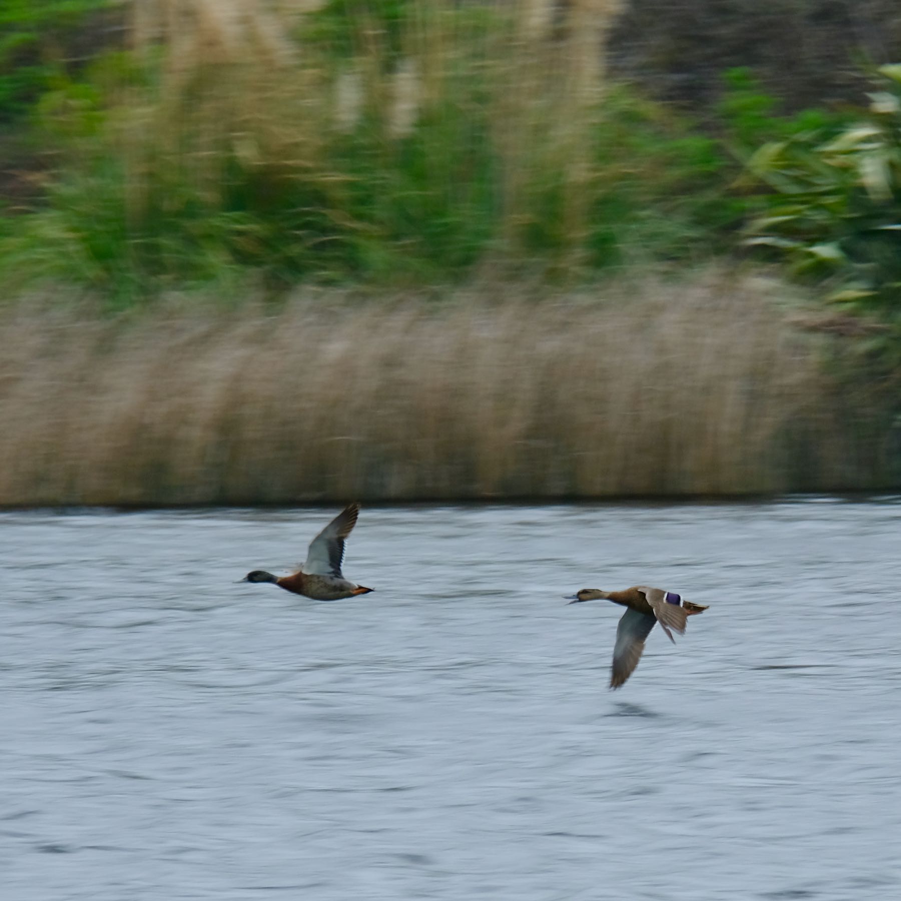 Two birds in flight above a small lake. 