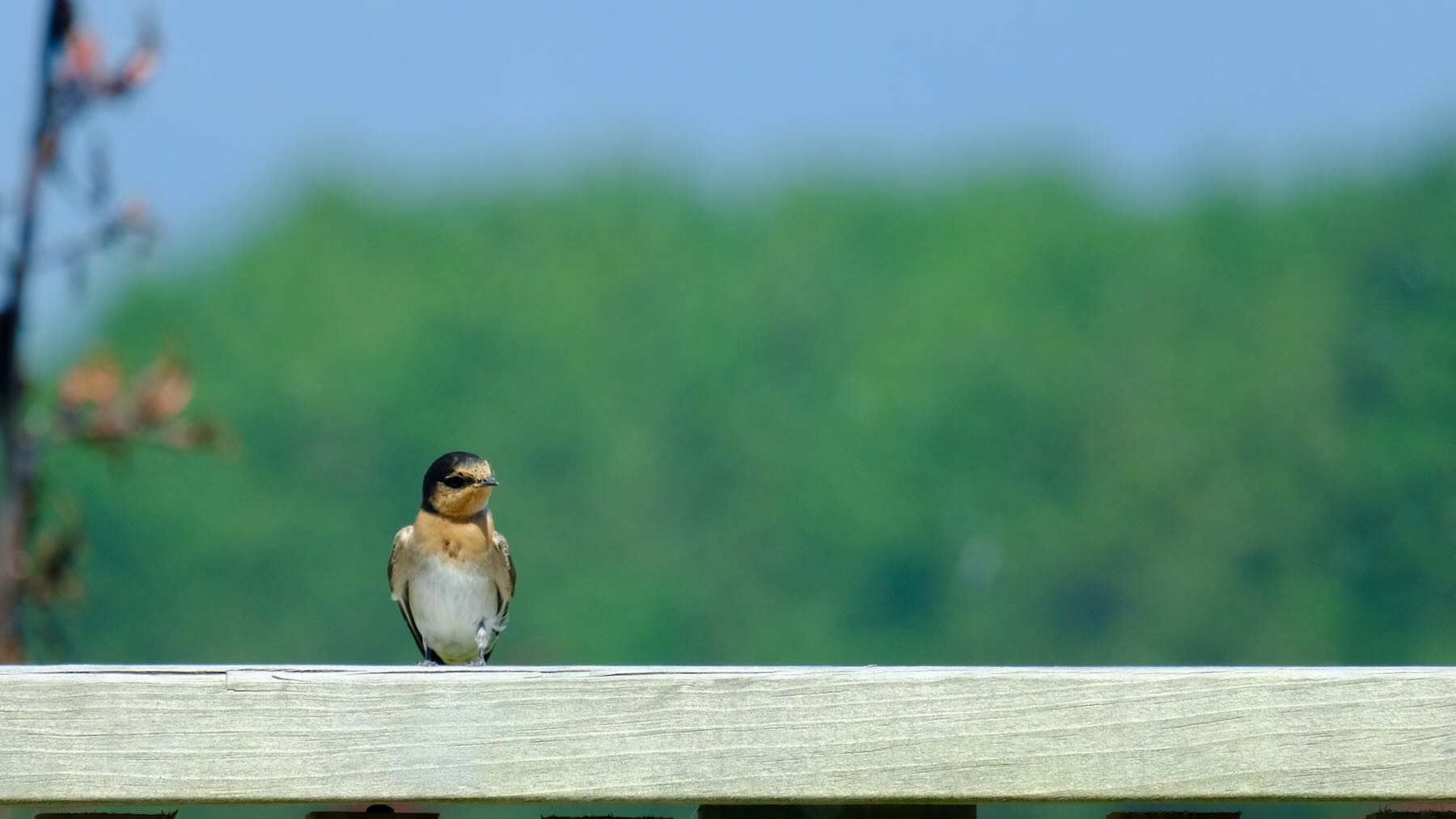 Swallow on a railing. 