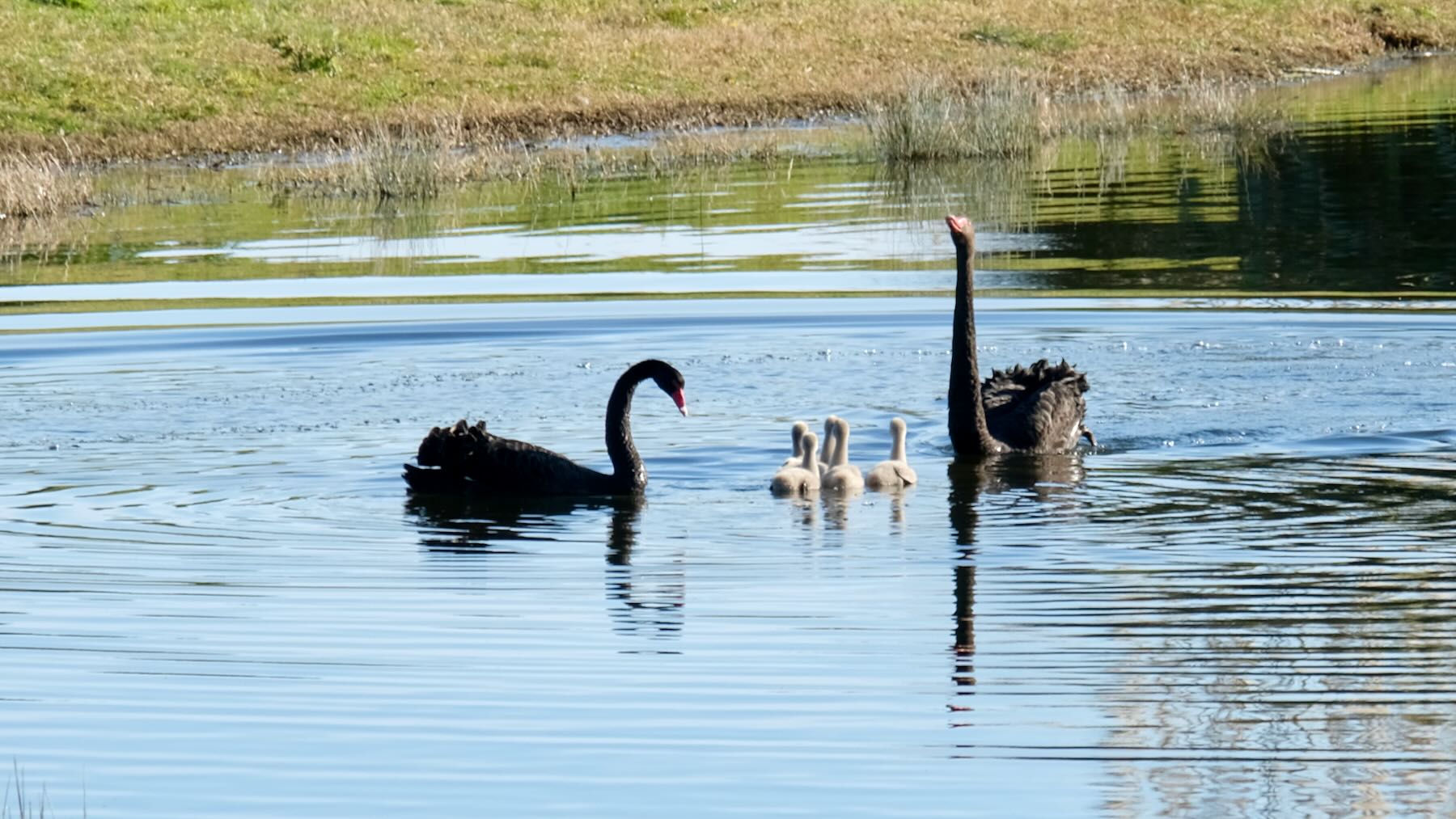 Two large black water birds with several white young between them. 