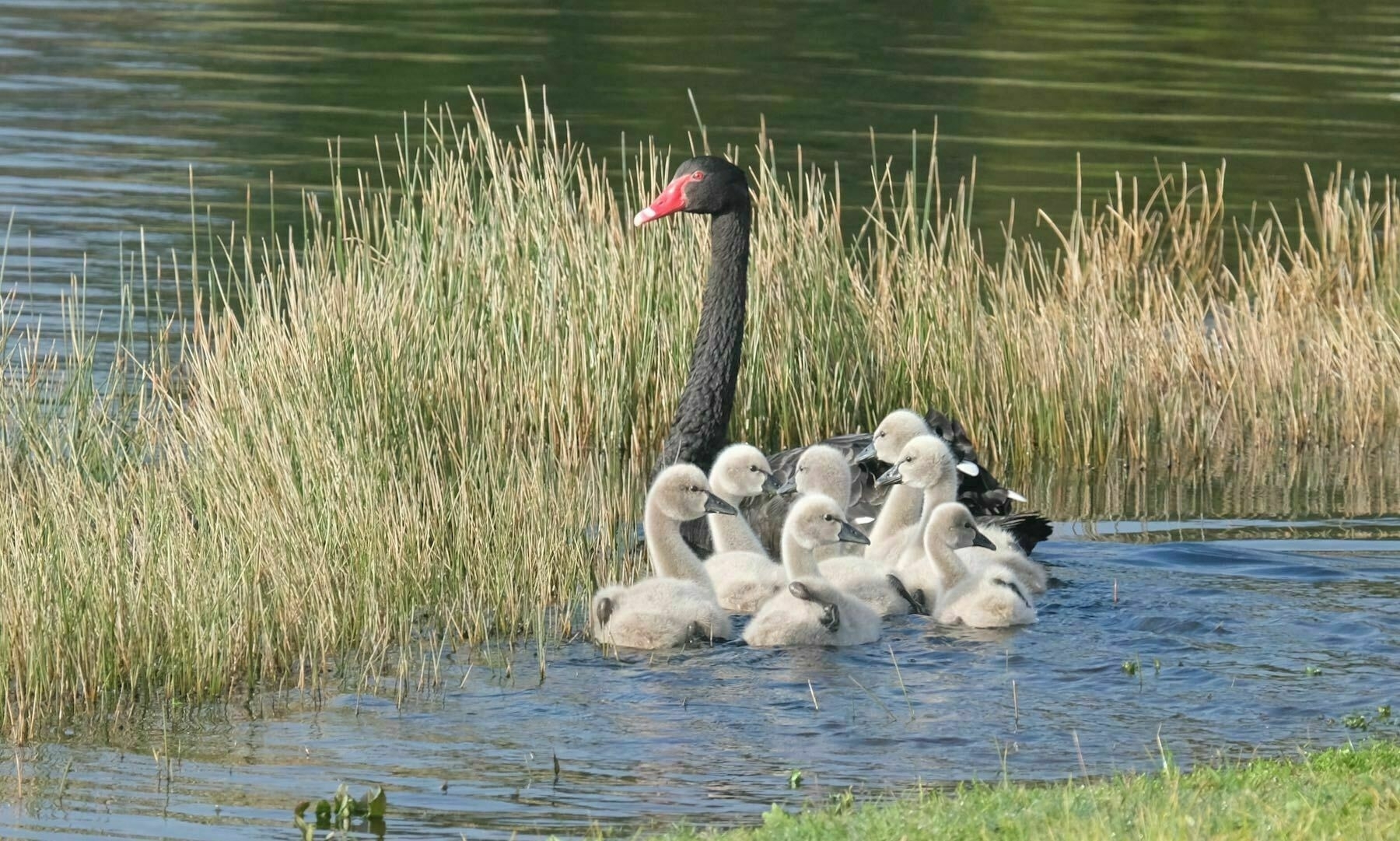 Large black water bird with 6 white young. 