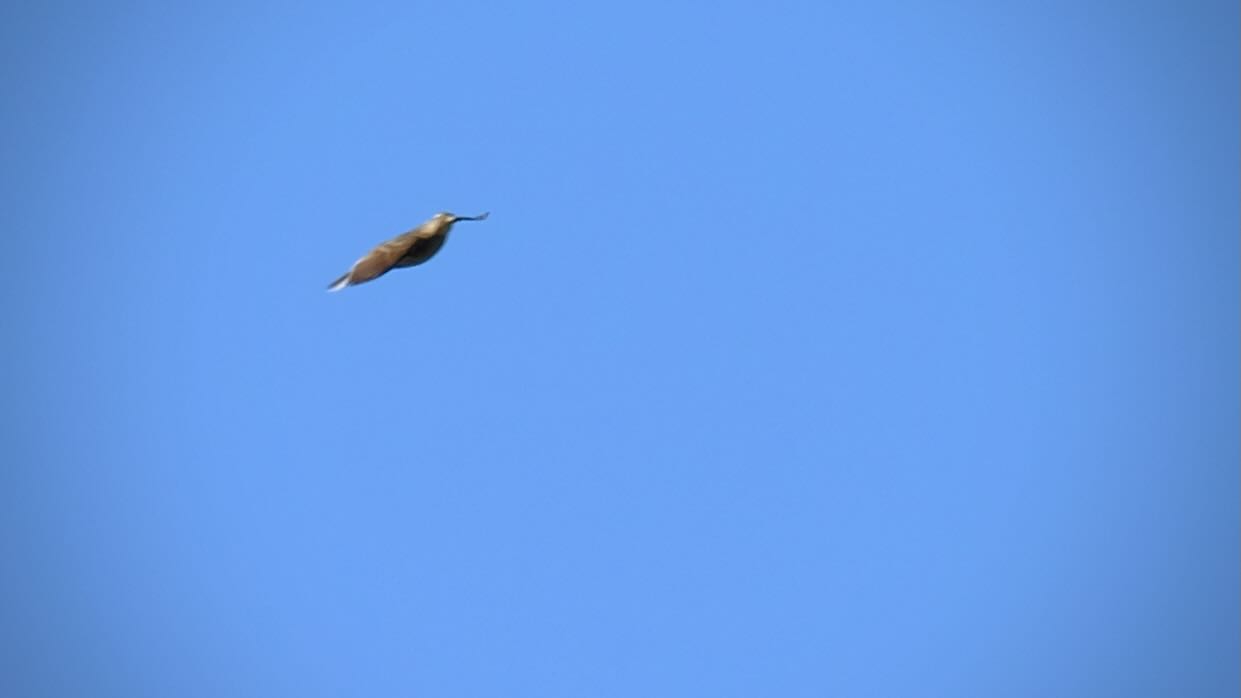 Bird in flight with legs tucked up and long beak. 