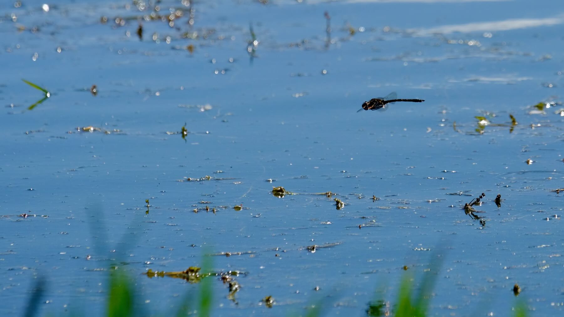 Dragonfly in flight above a lake. 