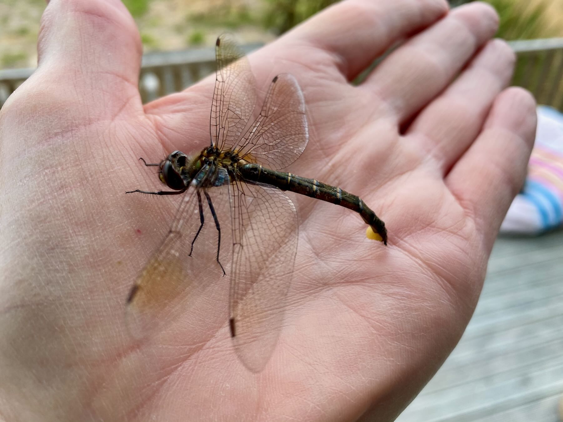 Large dragonfly on a hand. 