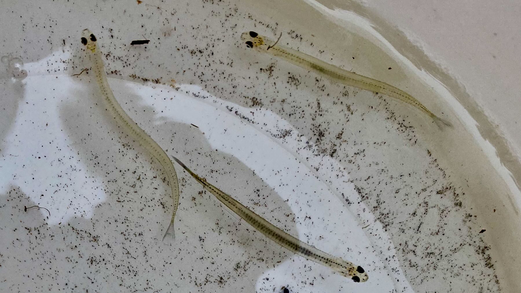 Long thin transparent creatures with prominent black eyes, swimming in a bucket of water. 
