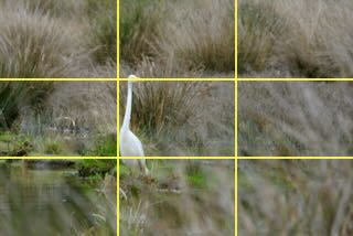 Gridlines show where each third of the photo lies. Note: the heron is looking INTO the 'empty' space on the right side of the photo. 