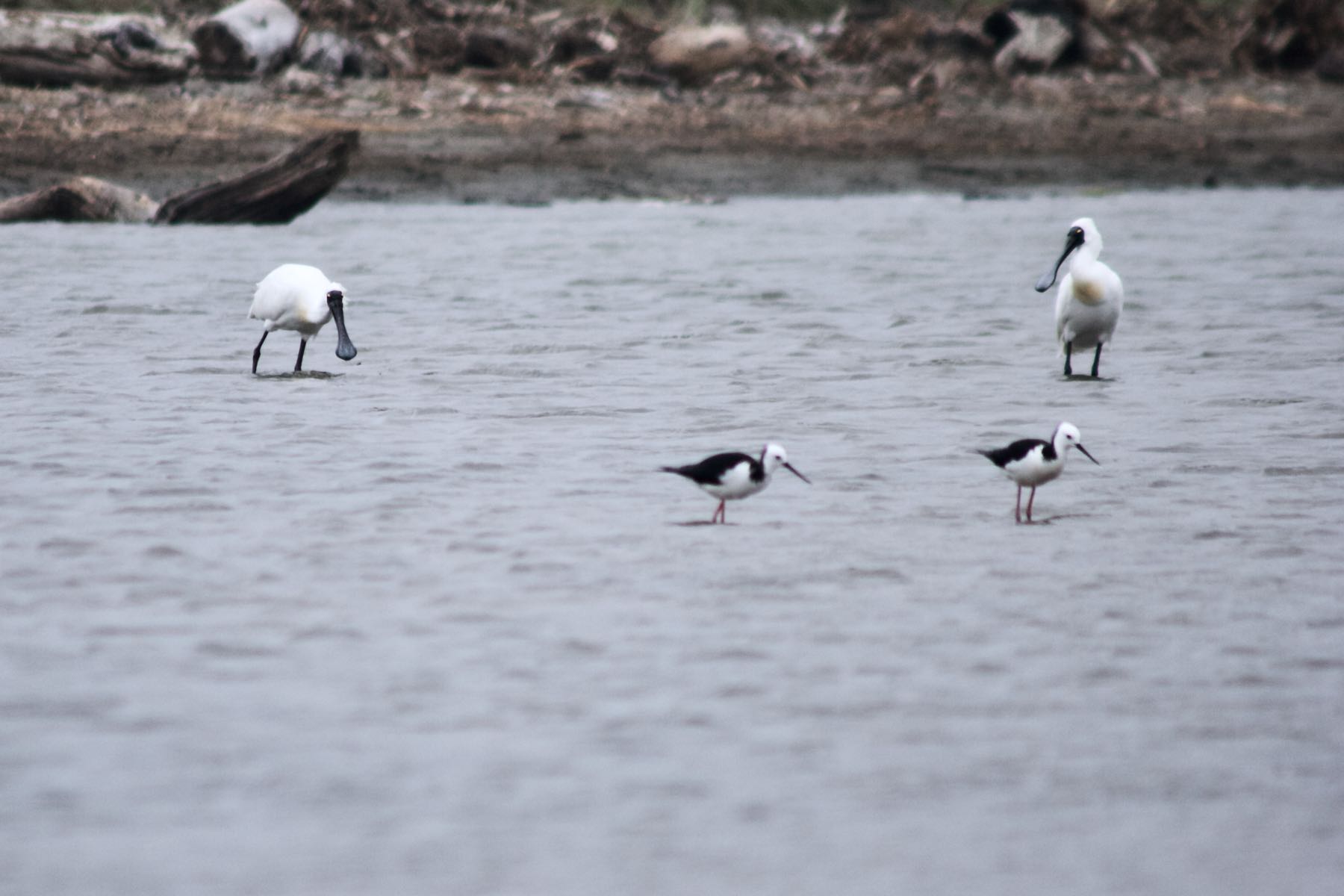 Two large white birds and two small black and white birds wading by the beach.