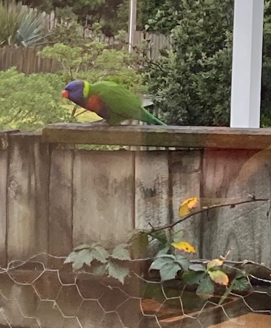 Very colourful bird on a fence. 
