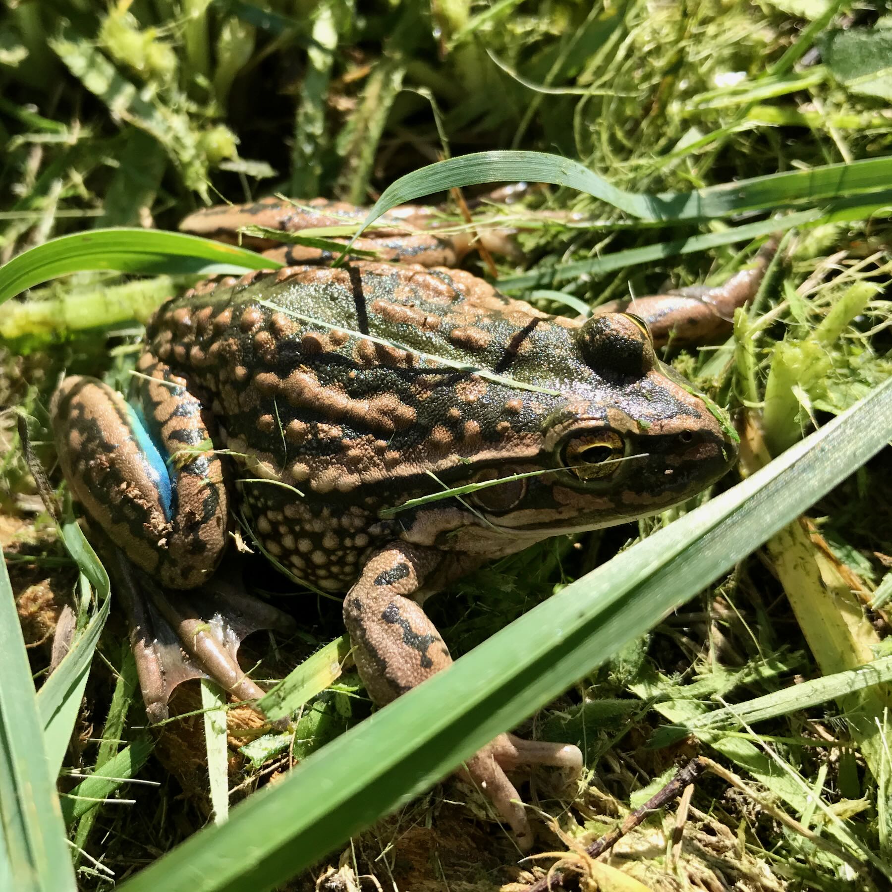 Largely brown and dark green warty looking frog on grass.