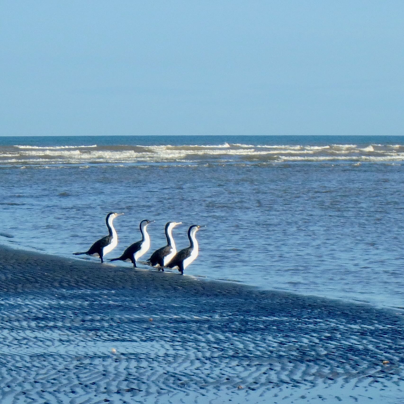 Four large black and white birds standing in shallow sea water. 