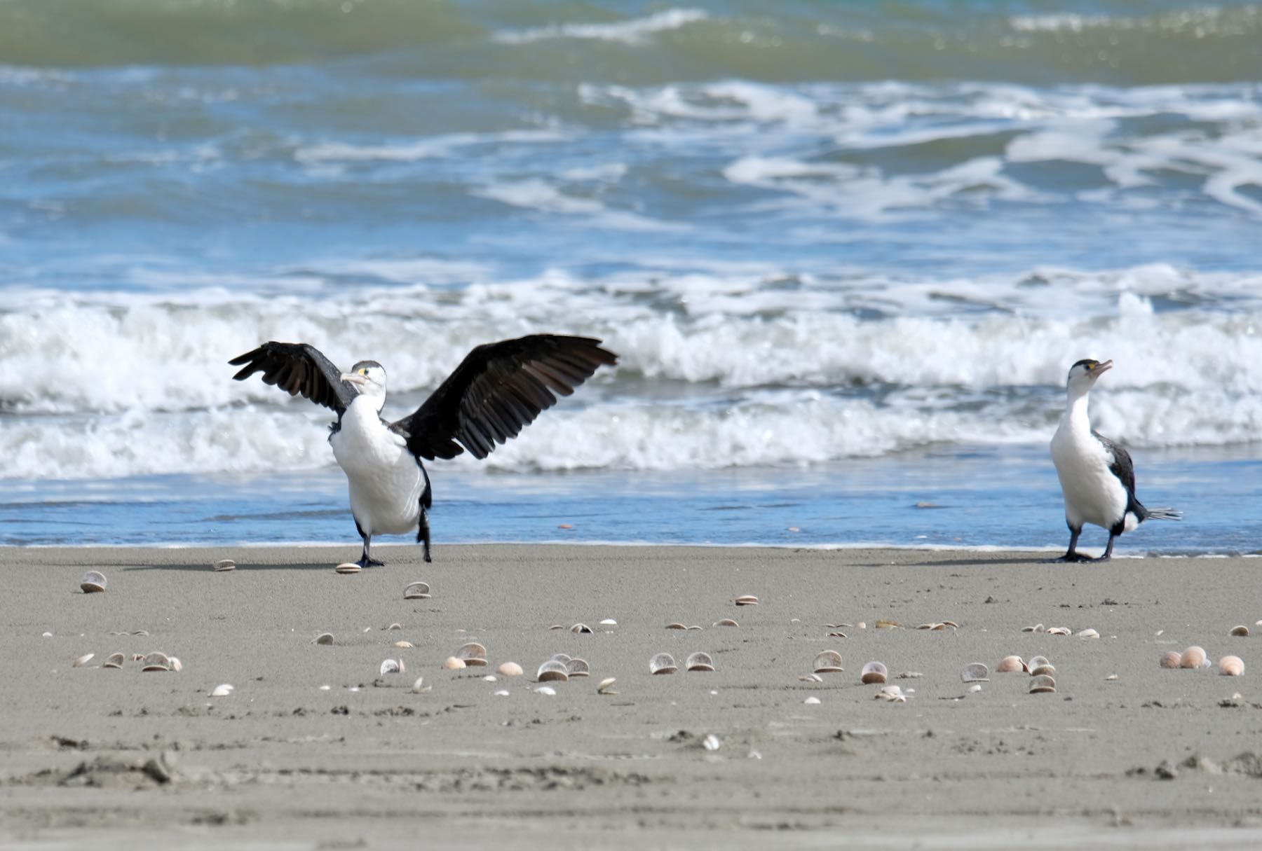 Two large black and white birds on the shore, one with wings spread. 