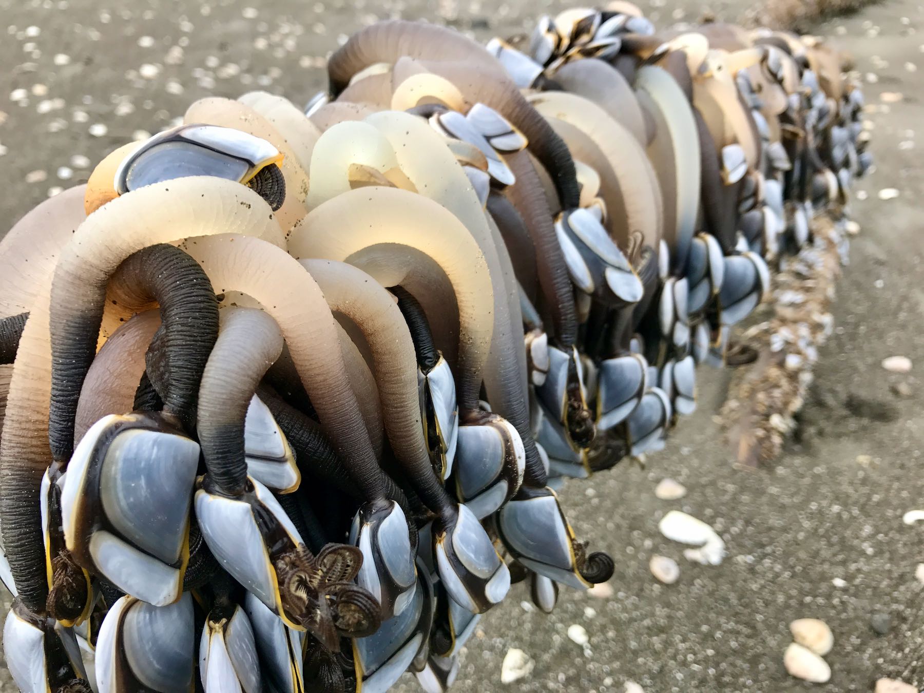Closeup of stalks, shells and tentacles.