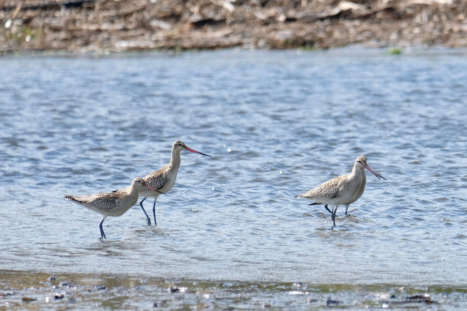 Four large long-legged waders, brown above, pale below, with a long tapering and slightly upturned pink bill with black tip.