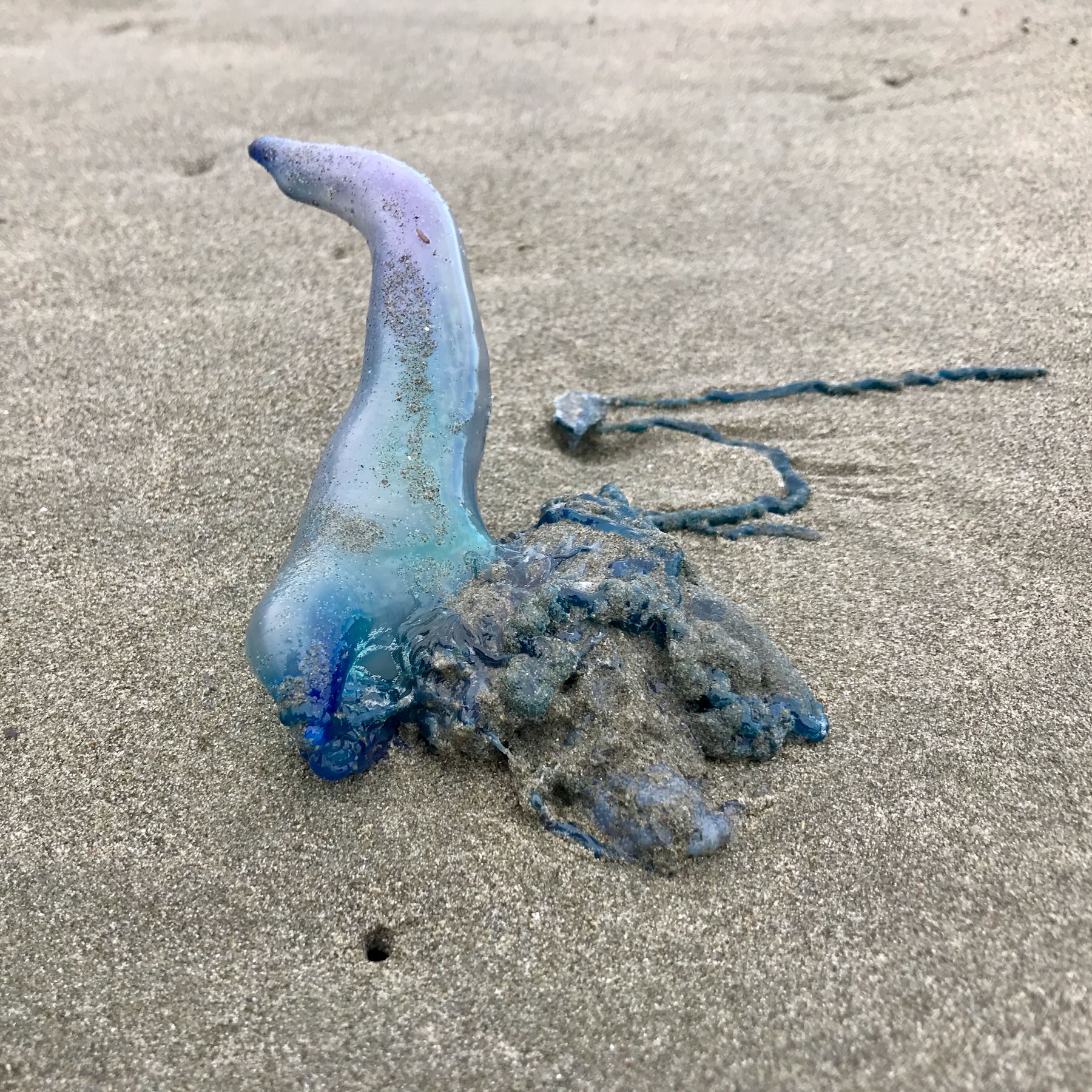 Transparent blue almost finger shaped object on the sand. 