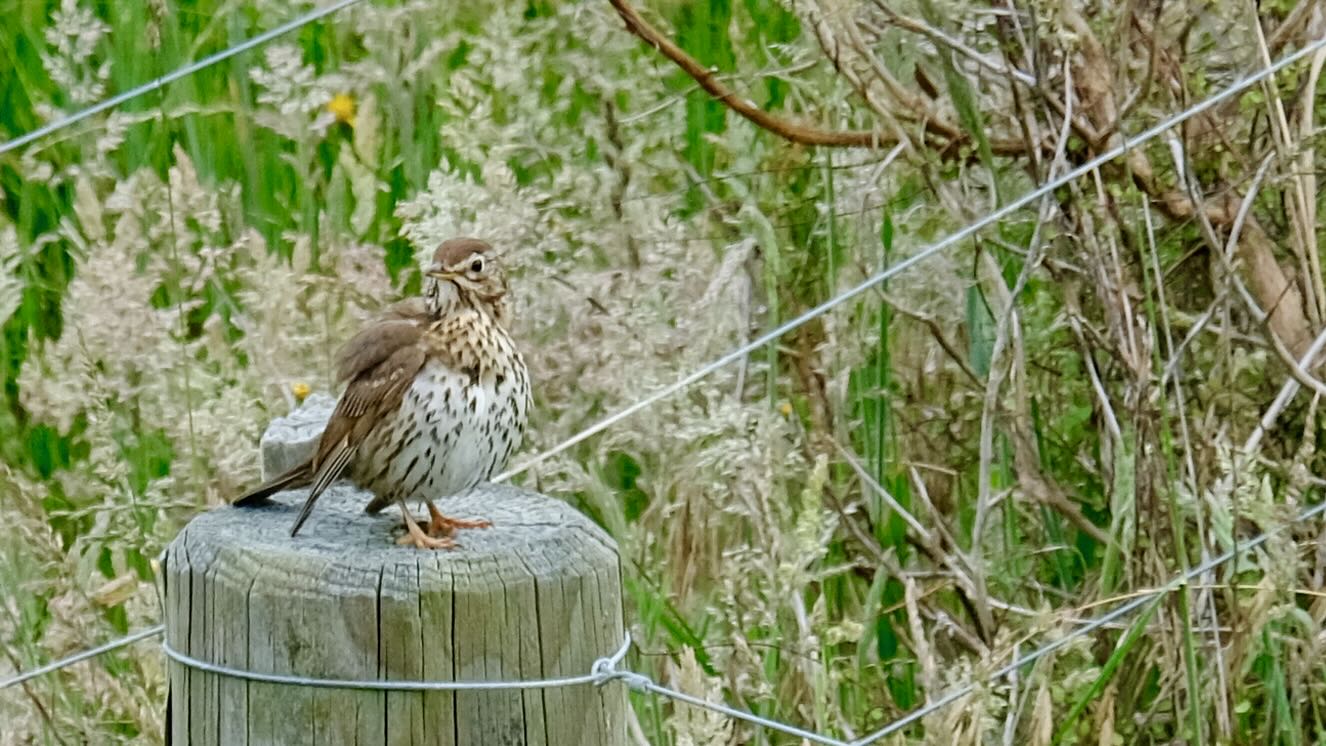 Speckled bird on fence post. 