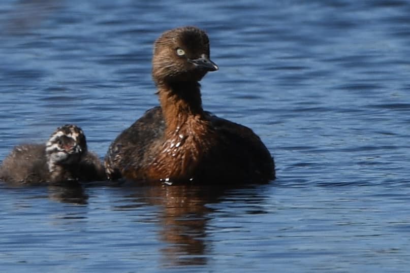 Dabchick and chick on the pond. 