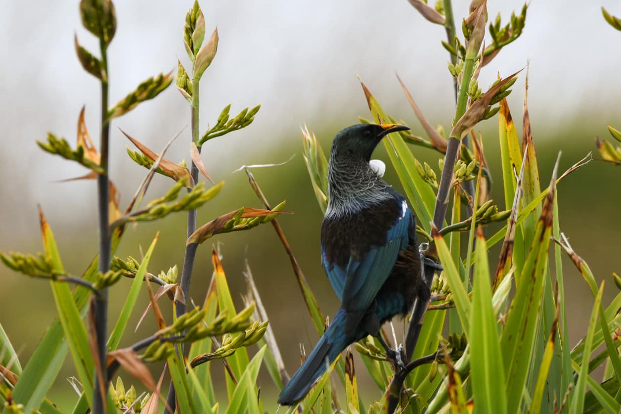 On a flax stem, medium sized dark bird with distinctive white wattles on its throat. 